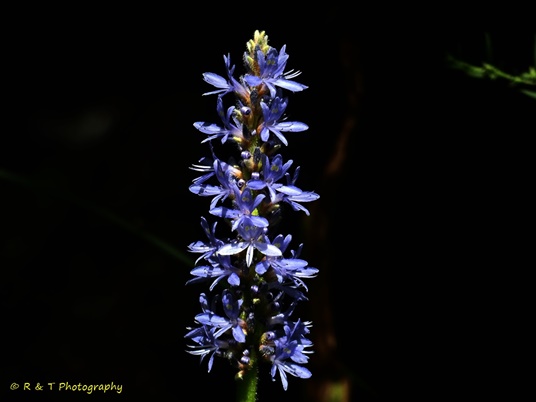 {Pontederia cordata var. cordata}